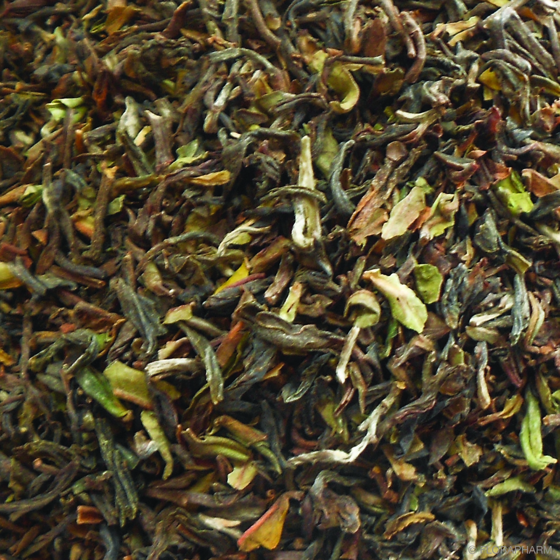 06033_KBA_Steinthal_158850b252dbc0 Premium Steinthal SFTGFOP1 Darjeeling first flush